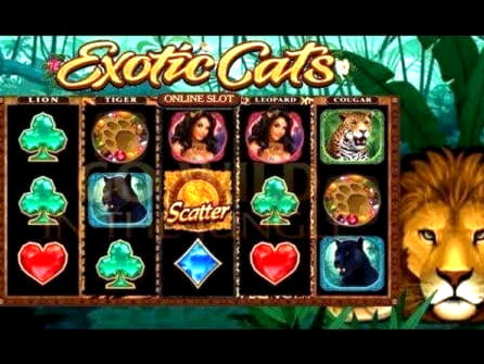 65 free spins no deposit casino at Cafe Casino